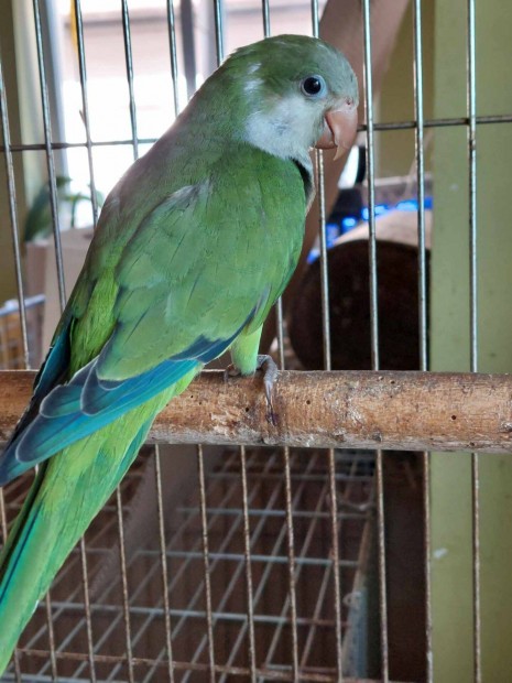 Keresek: Bar�t papag�j