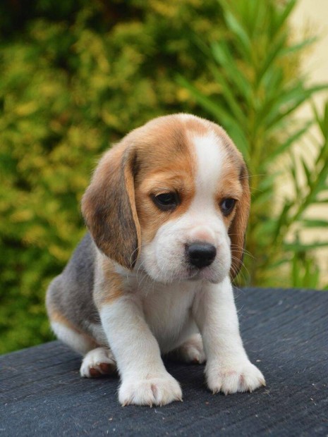 Keresek: Beagle kiskutya 