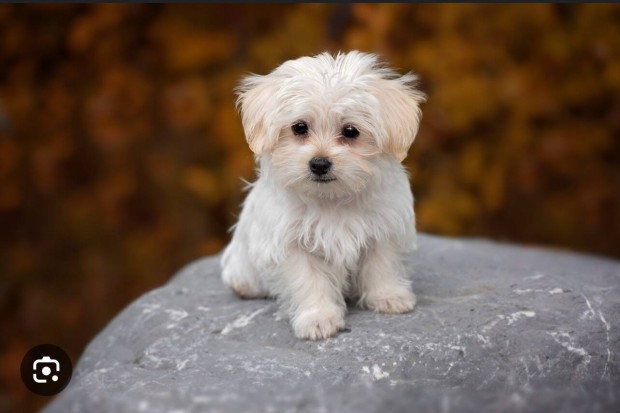 Keresek: Bichon Bolognese kislány kutyát vennék!Sürgősen!!!