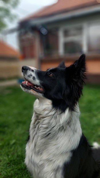 Keresek: Border collie fedeztett keres