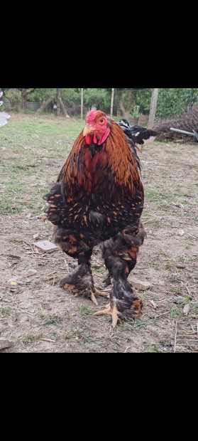 Keresek: Brahma kakasok