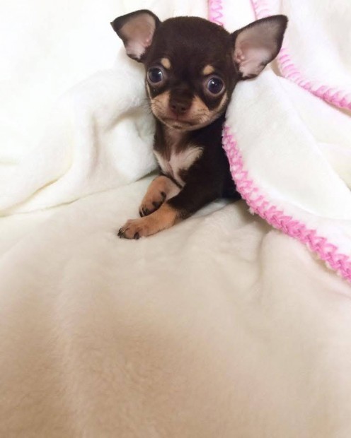 Keresek: Csivav�t keresek