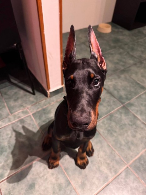 Keresek: Dobermann kolykot keresek megvetelre!