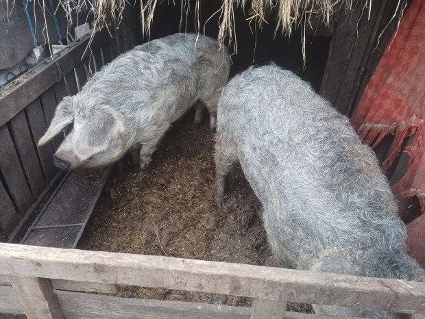 Keresek: Durok X mangalica keresztezett hz