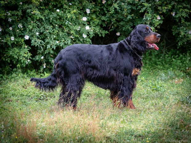 Keresek: Fajtatiszta, trzsknyvezett Gordon setter kant keresek szukmhoz