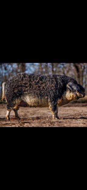 Keresek: Fecskehas Mangalica malac!