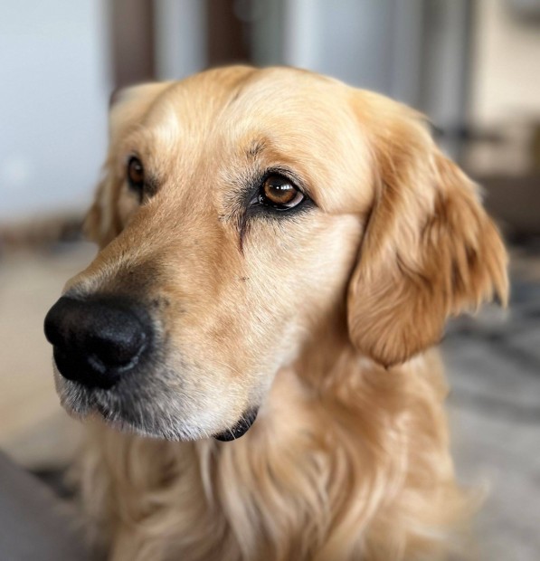 Keresek: Fedeztetshez keresnk golden retriever szukt