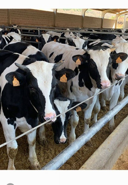 Keresek: Holstein bika bikk brj Felvsrls