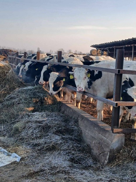 Keresek: Holstein friz bikákat vásárlok