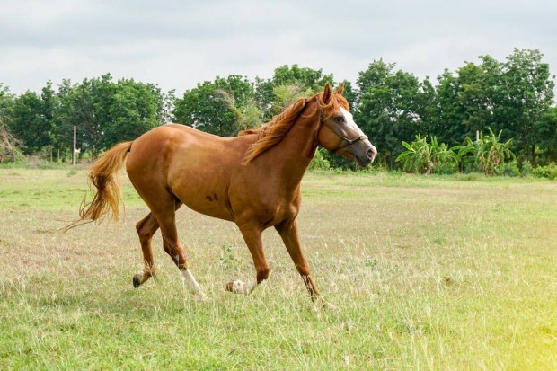Keresek: Horse dick 231