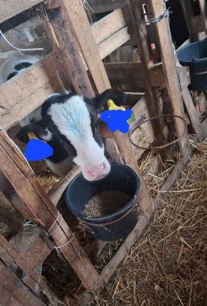 Keresek: Itats borjkat keresek