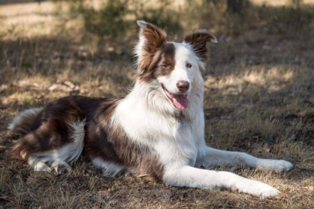 Keresek: Keresek Border Collie Kutyt