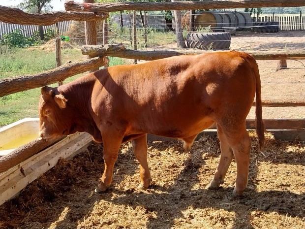 Keresek: Keresek Charolais Limousin borjakat