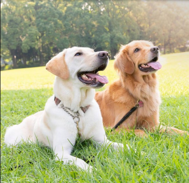 Keresek: Keresek Golden Retriever - Labrador jelleg kutyt