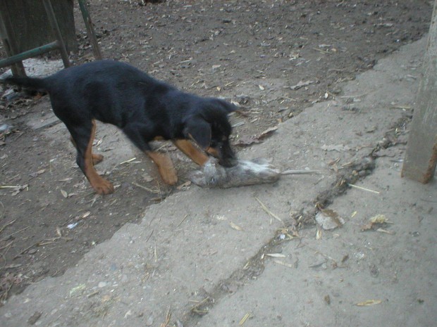 Keresek: Keresek Jagd terrier kiskutyt