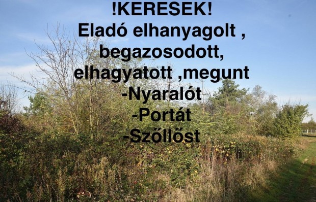 Keresek: Keresek! Elad elhanyagolt nyaralt , portt