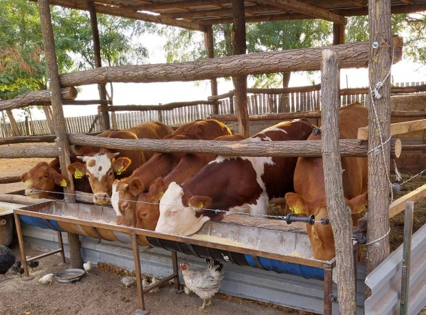 Keresek: Keresek limousin charolais magyartarka borjut