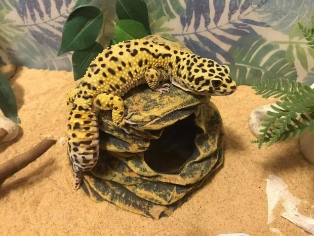 Keresek: Kiad� alb�rletet keres�nk!