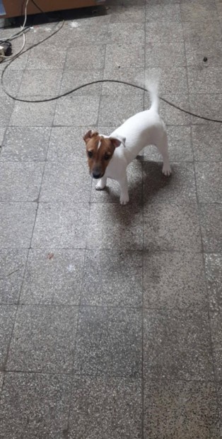 Keresek: Kis kutya jack russel terrier