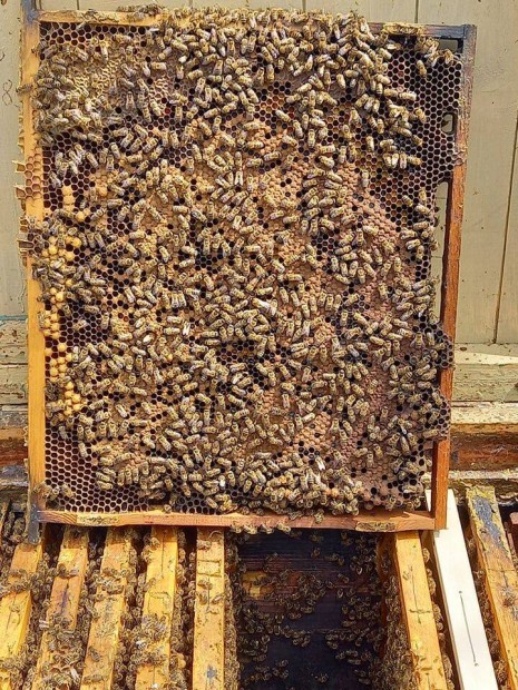 Keresek: Méhcsalád NB kereten