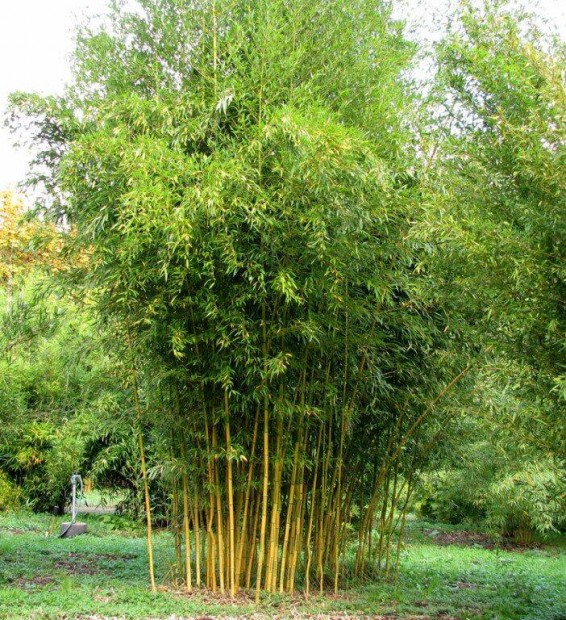 Keresek: rkzld bambuszndat keresek