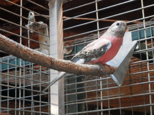 Egzotikus Madarak Eladok