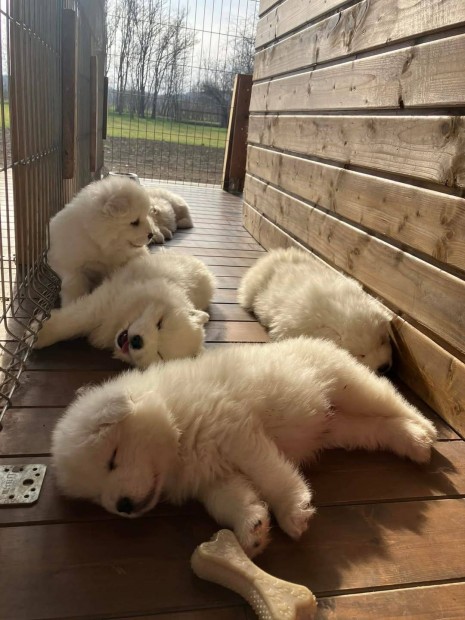 Keresek: Szamojd klykk Samoyed