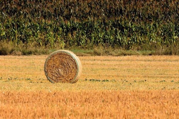 Keresek: Szntt vennk vagy brelnk