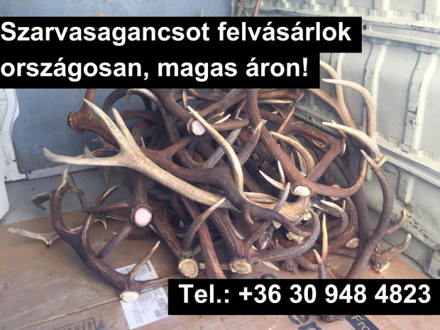 Keresek: Szarvasagancs felvásárlás országosan, Agancs