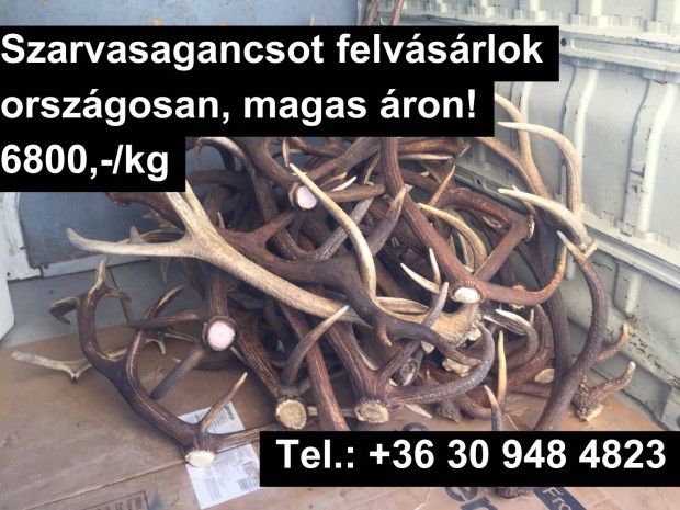 Keresek: Szarvasagancs felvsrls orszgosan, Agancs