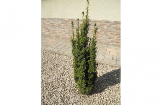 Keresek: Taxus baccata ' Fastigiata Aurea'