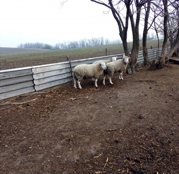 Keresek: Texel kost vennk