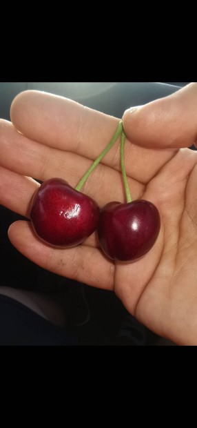 Keresek: csaladi Kiss üzem cseresznyét vásárol