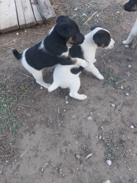 Keresek: foxterrier kis kutyk 