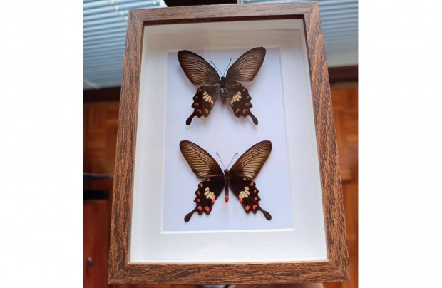 Keretezett pillang Pachliopta aristolochiae preparlt lepke pr keret