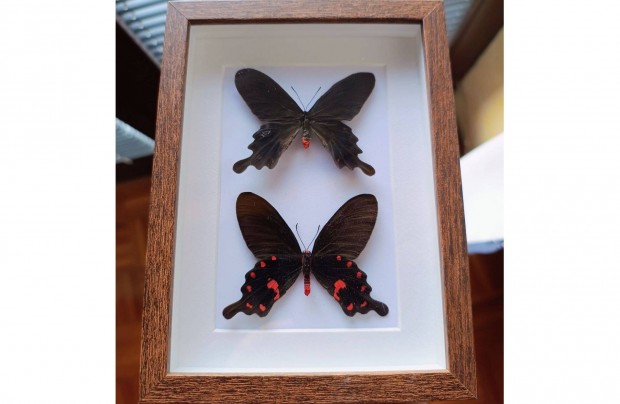 Keretezett pillang Pachliopta kotzebuea preparlt lepke pr keretben