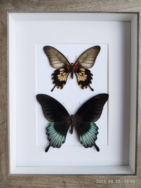 Keretezett pillang - Papilio Memnon Lowii igazi lepke pr 3D keretben