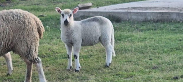 Kerry hill keverk kos brny elad 