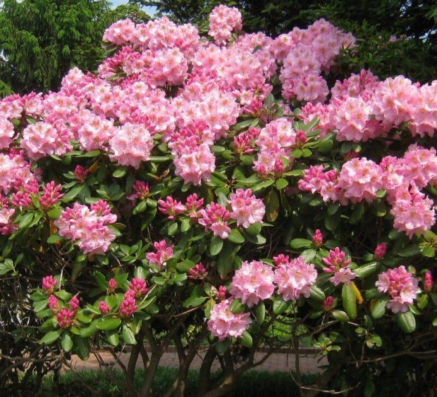 Kert�szt keres�nk