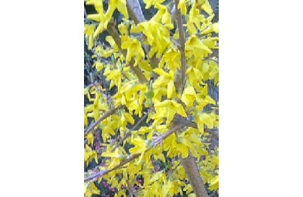 Kerti Aranyfa (Forsythia intermedia)