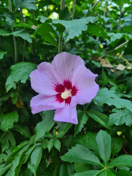 Kerti hibiszkusz (Hibiscus syriacus), kerti mlyvacserje magoncok