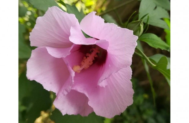 Kerti hibiszkusz: Mlyvacserje (Hibiscus syriacus)