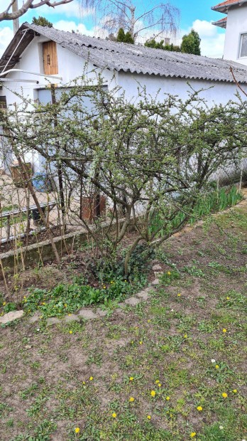 Kerti madárbirs (Cotoneaster horizontalis) konténeres terülő madárbirs