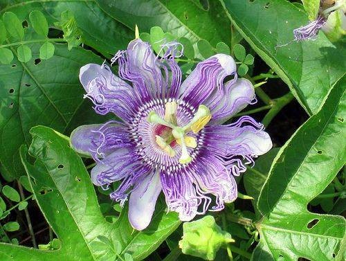 Kerti maracuja, mjusialma, maypop (Passiflora incarnata)