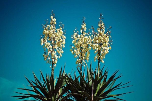 Kerti plmaliliom (Yucca filomentosa), jukka