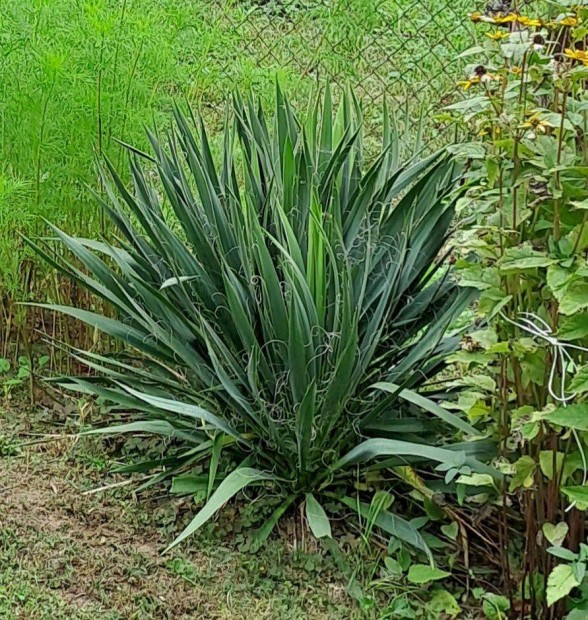 Kerti yucca, plmaliliom