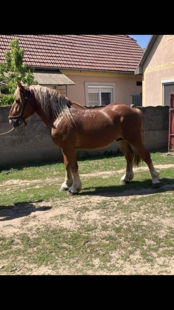 Két éves Csődőr csikó, nyereg tájon sütöt. eladó