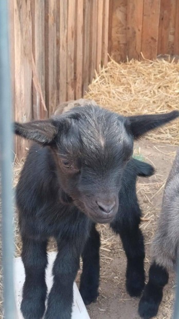 K�t kameruni kis bakkecske �j legel�t keres