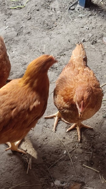 Kett�s haszn� csirk�k elad�k. 