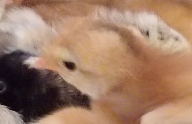 Kettshaszn csibe csibk vegyes varba